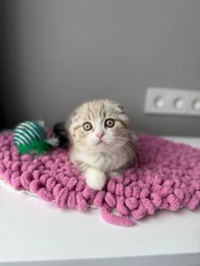 Scottish Fold кошенятко