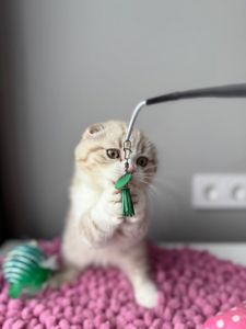 Scottish Fold кошенятко