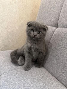 Кошеня шукає люблячу сімʼю