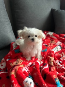 Кукольный мальчик мальтипу ф1 беби фейс Киев