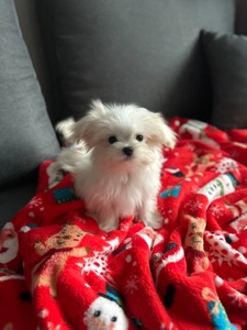 Кукольный мальчик мальтипу ф1 беби фейс Киев