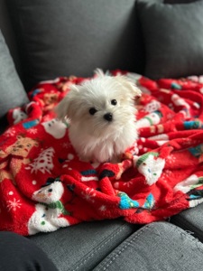 Кукольный мальчик мальтипу ф1 беби фейс Киев