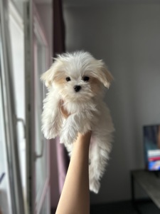 Белоснежный щенок мальчик мальтипу ф1 мини