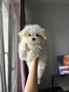 Белоснежный щенок мальчик мальтипу ф1 мини