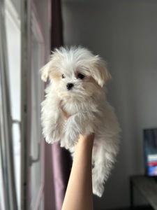 Белоснежный щенок мальчик мальтипу ф1 мини