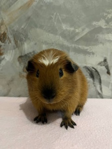 Американський крестед з окрасом Каліфорнія