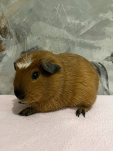 Американський крестед з окрасом Каліфорнія