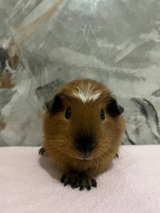 Американський крестед з окрасом Каліфорнія