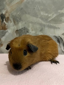 Дівчинка американський крестед з окрасом Каліфорнія