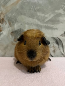 Дівчинка американський крестед з окрасом Каліфорнія