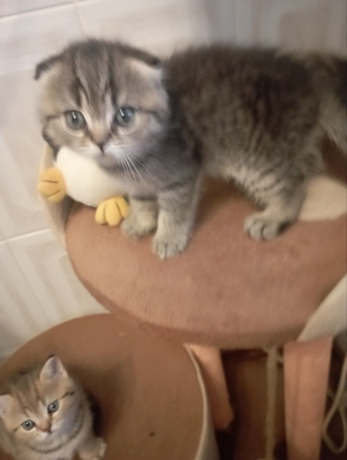 Найгарніші Шиншилові дівчатка