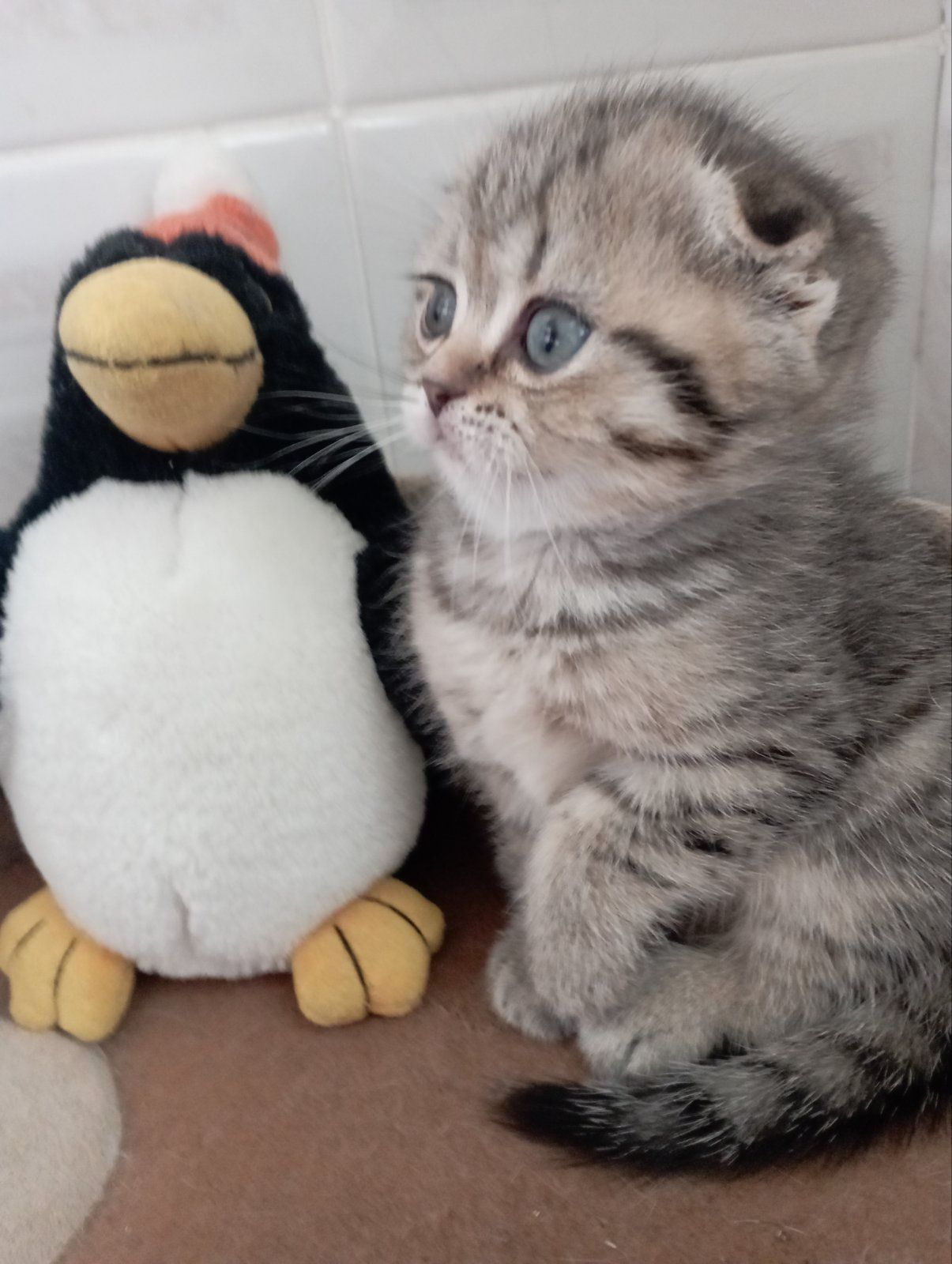 Найгарніші Шиншилові дівчатка