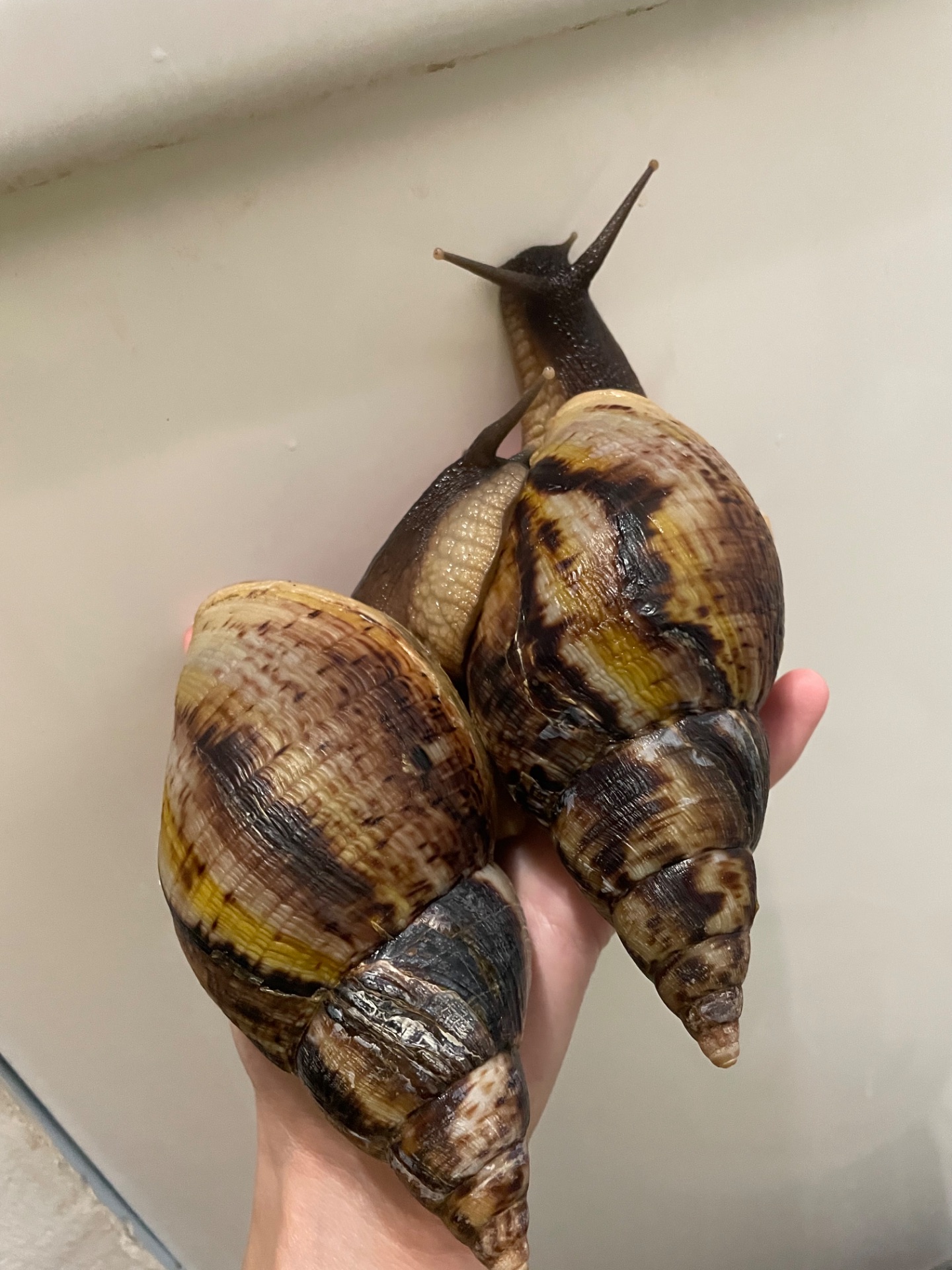 Ретикулята