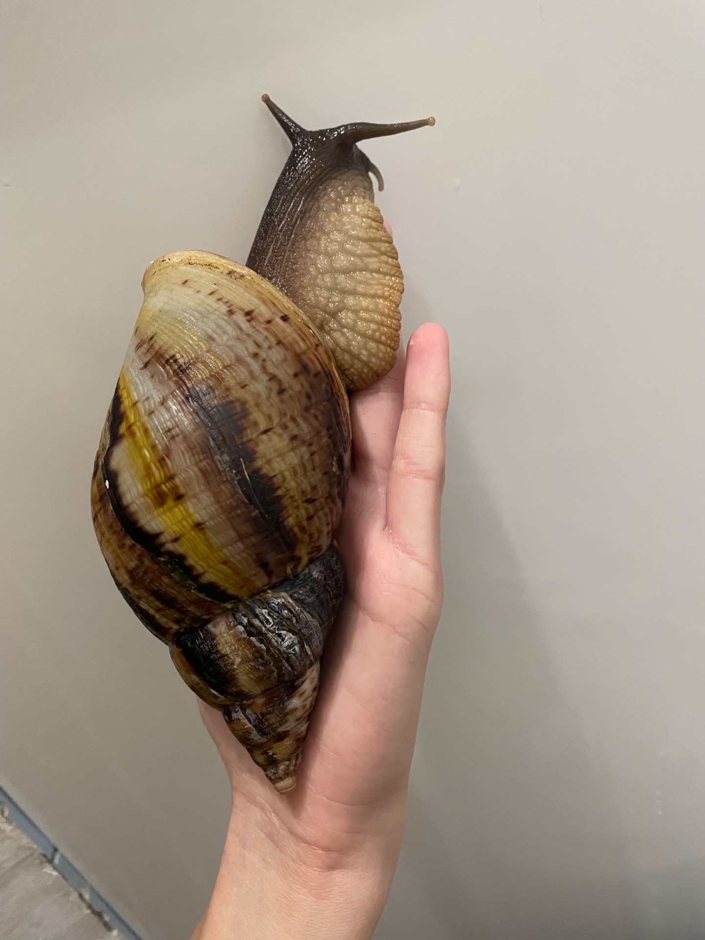 Ретикулята