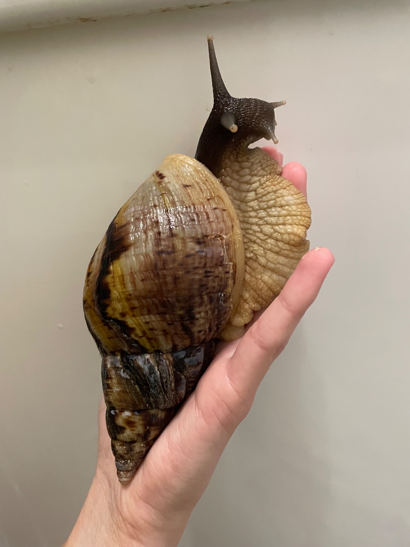 Ретикулята