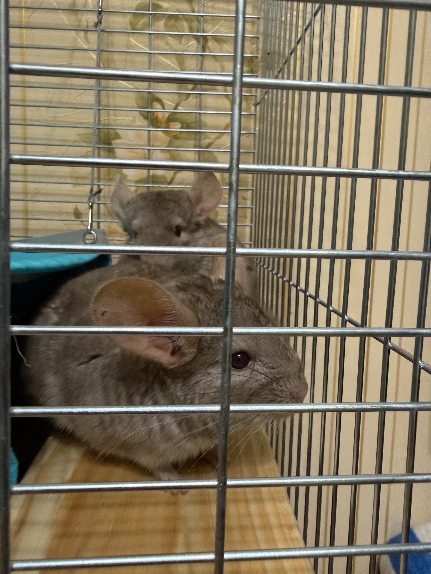 Шиншиллы два мальчика