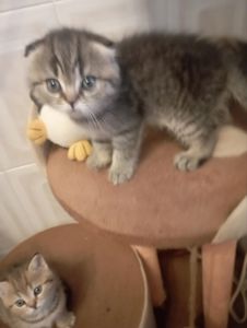 Найгарніші Шиншилові дівчатка