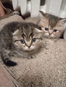 Найгарніші Шиншилові дівчатка