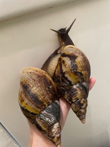 Ретикулята