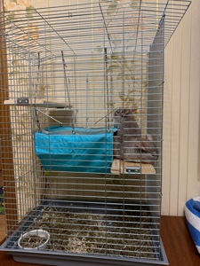 Шиншиллы два мальчика