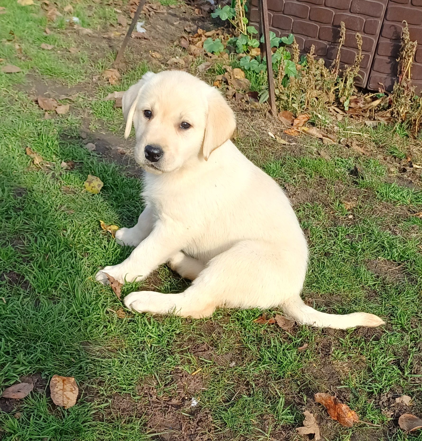 Цуценята лабрадорчики