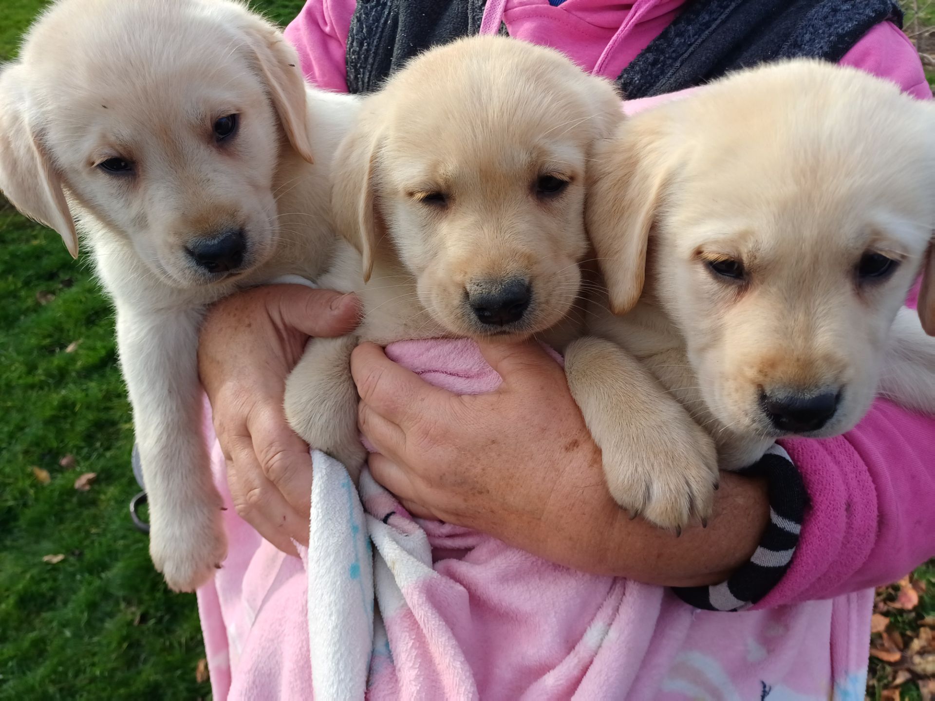 Цуценята лабрадорчики