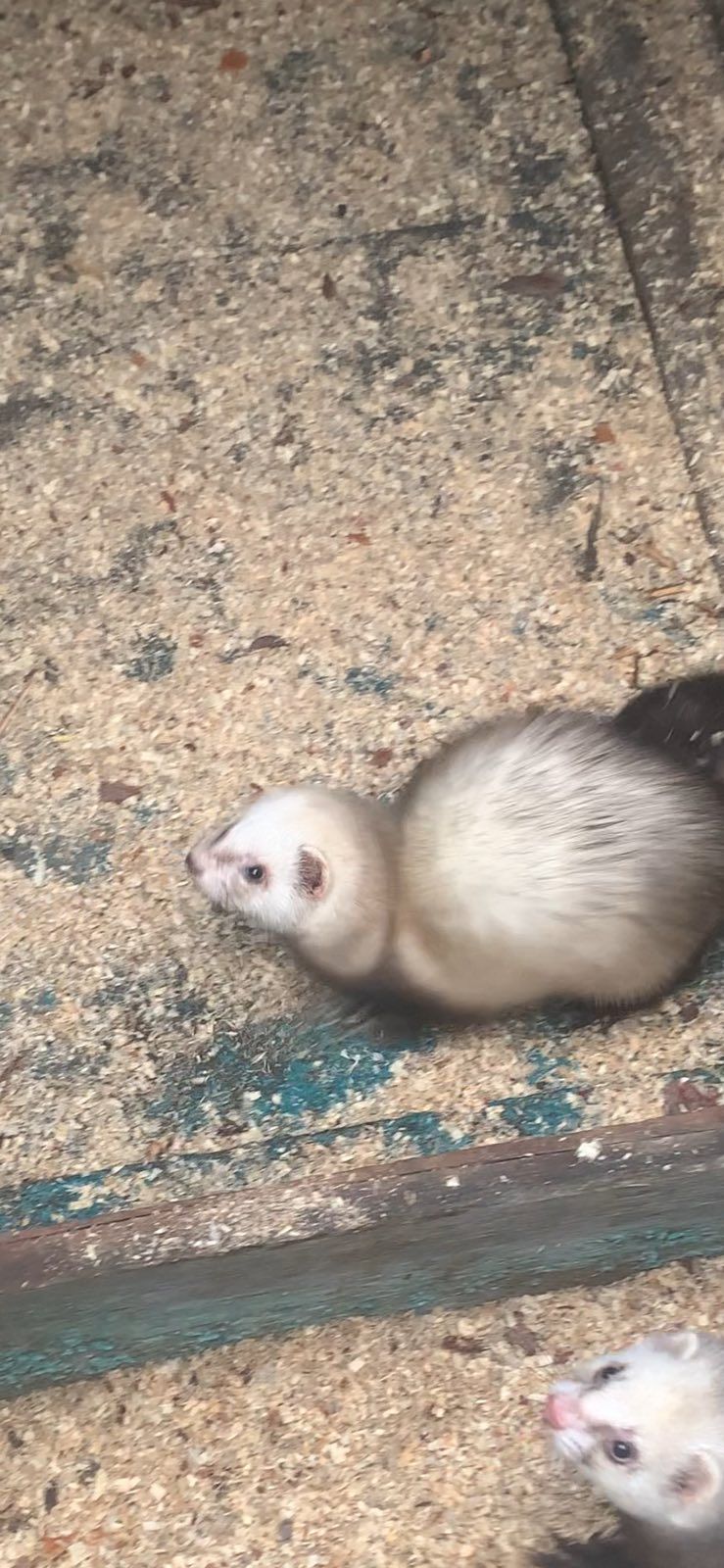 Домашние хорьки