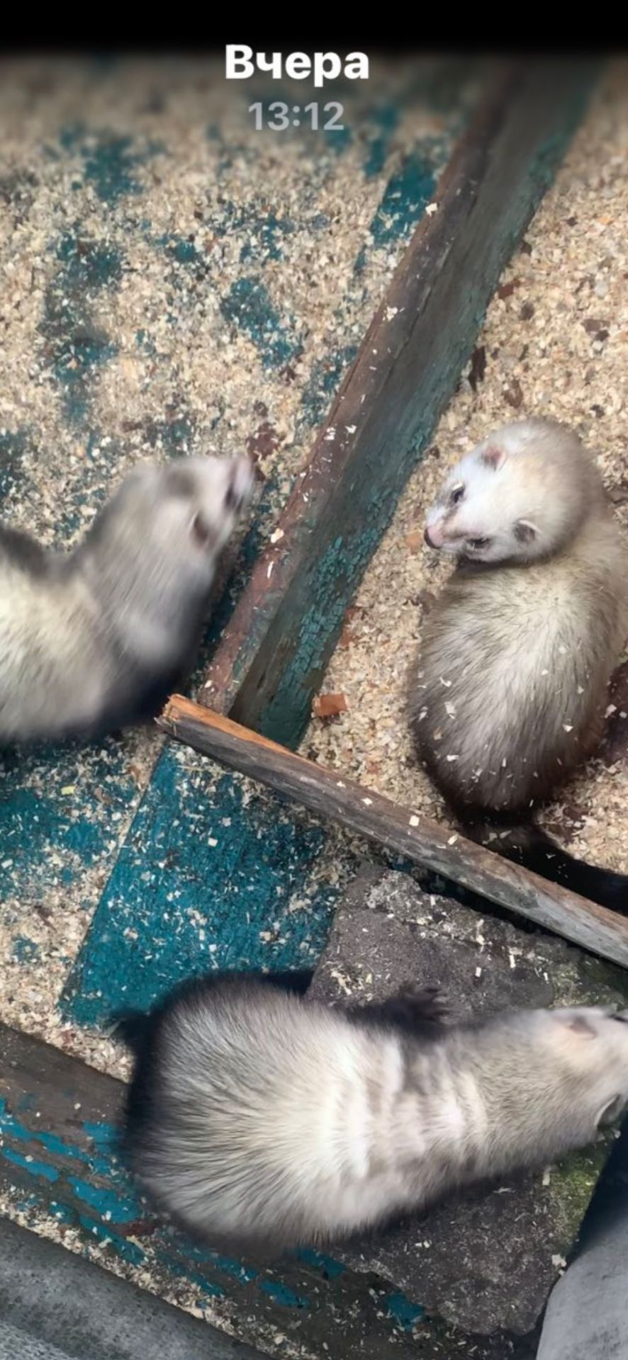 Домашние хорьки