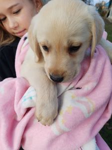 Цуценята лабрадорчики