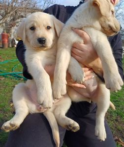 Цуценята лабрадорчики