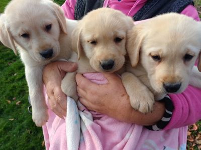 Цуценята лабрадорчики