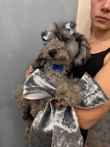 Той пудель. Лилово-голубой мерле