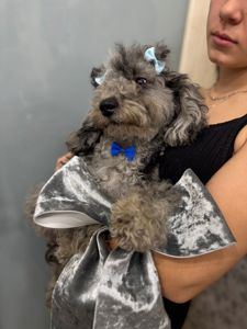 Той пудель. Лилово-голубой мерле