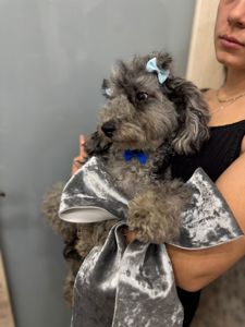 Той пудель. Лилово-голубой мерле