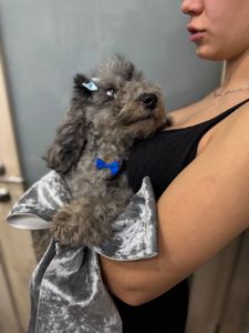 Той пудель. Лилово-голубой мерле