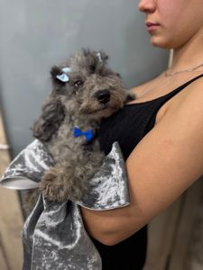 Той пудель. Лилово-голубой мерле