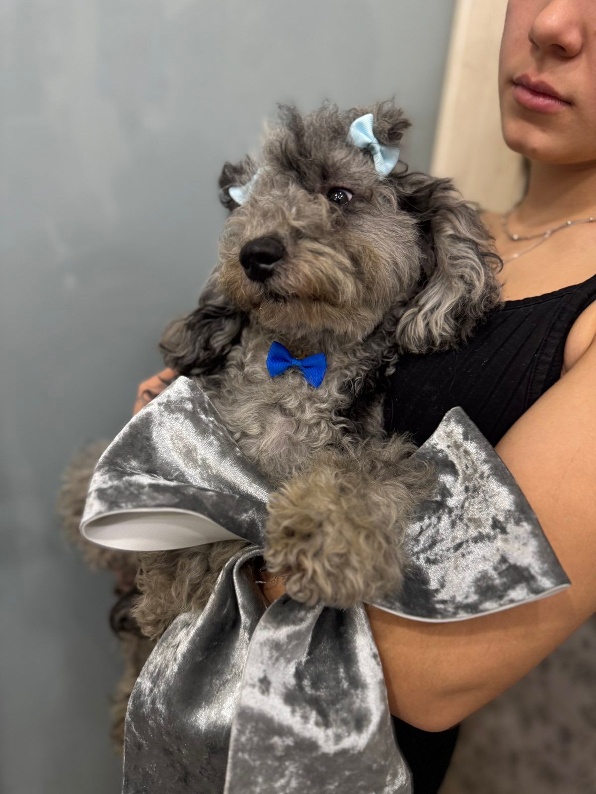 Той пудель. Лилово-голубой мерле