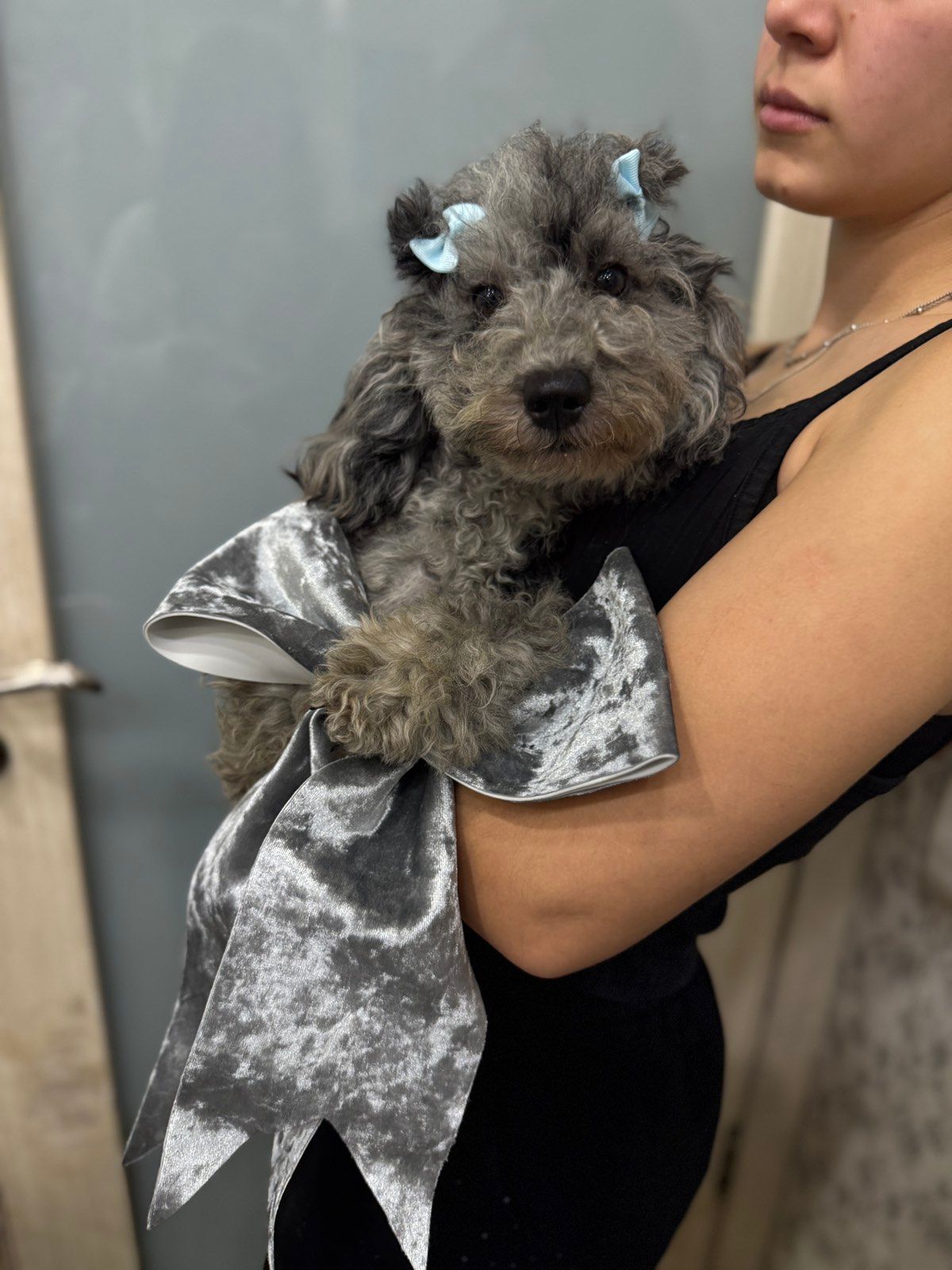 Той пудель. Лилово-голубой мерле