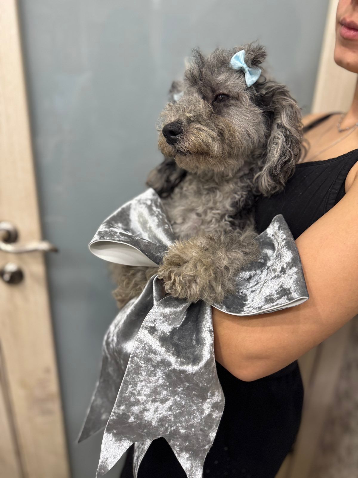 Той пудель. Лилово-голубой мерле