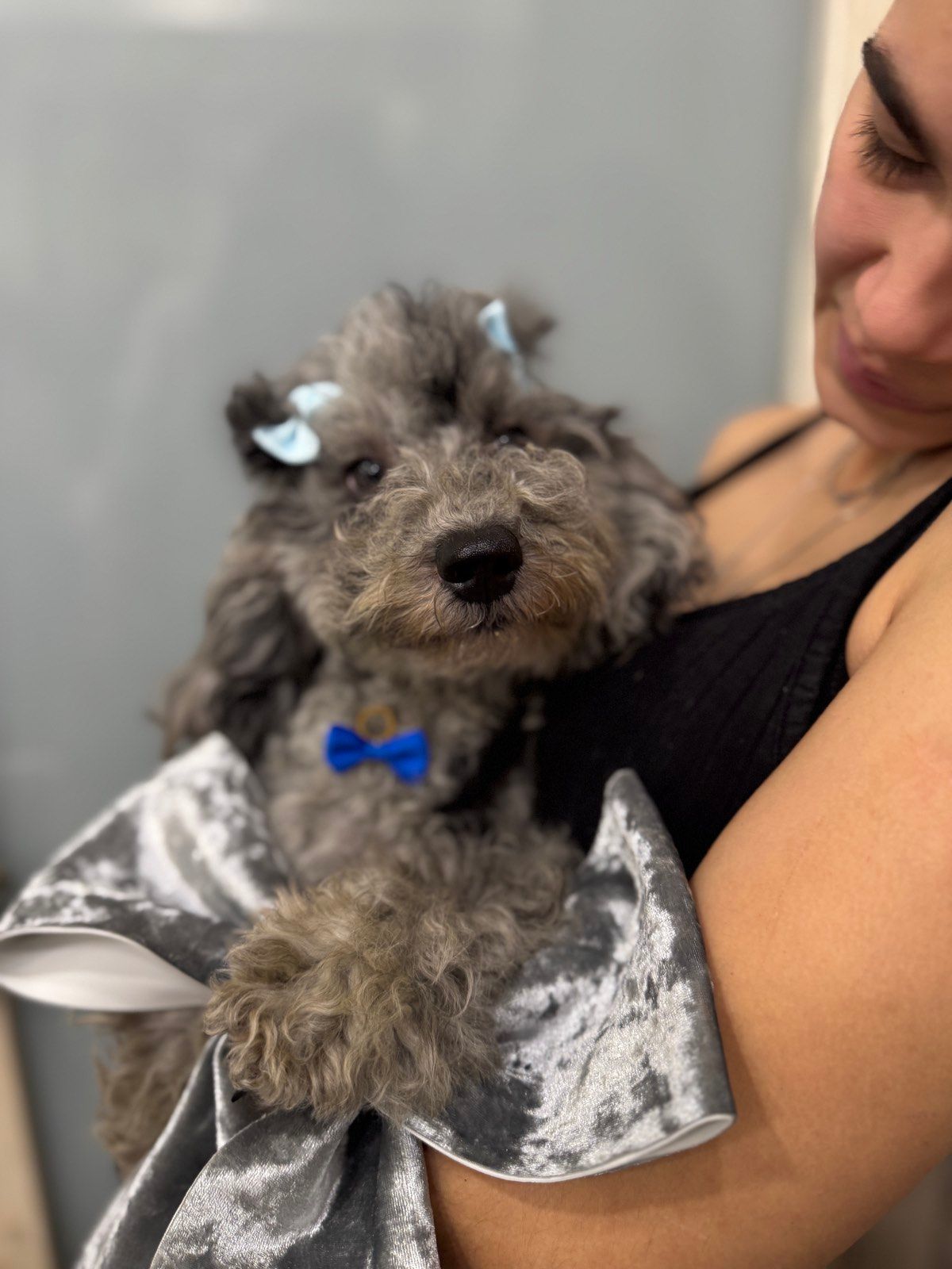 Той пудель. Лилово-голубой мерле