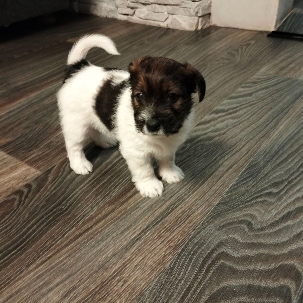 Щенки Джек Рассел жесткошерстный