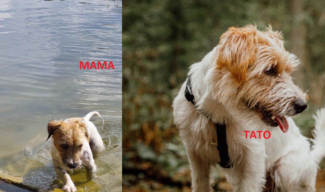 Щенки Джек Рассел жесткошерстный