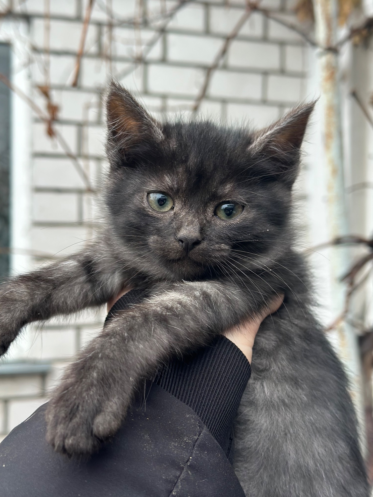 Хлопчики шукають дім!