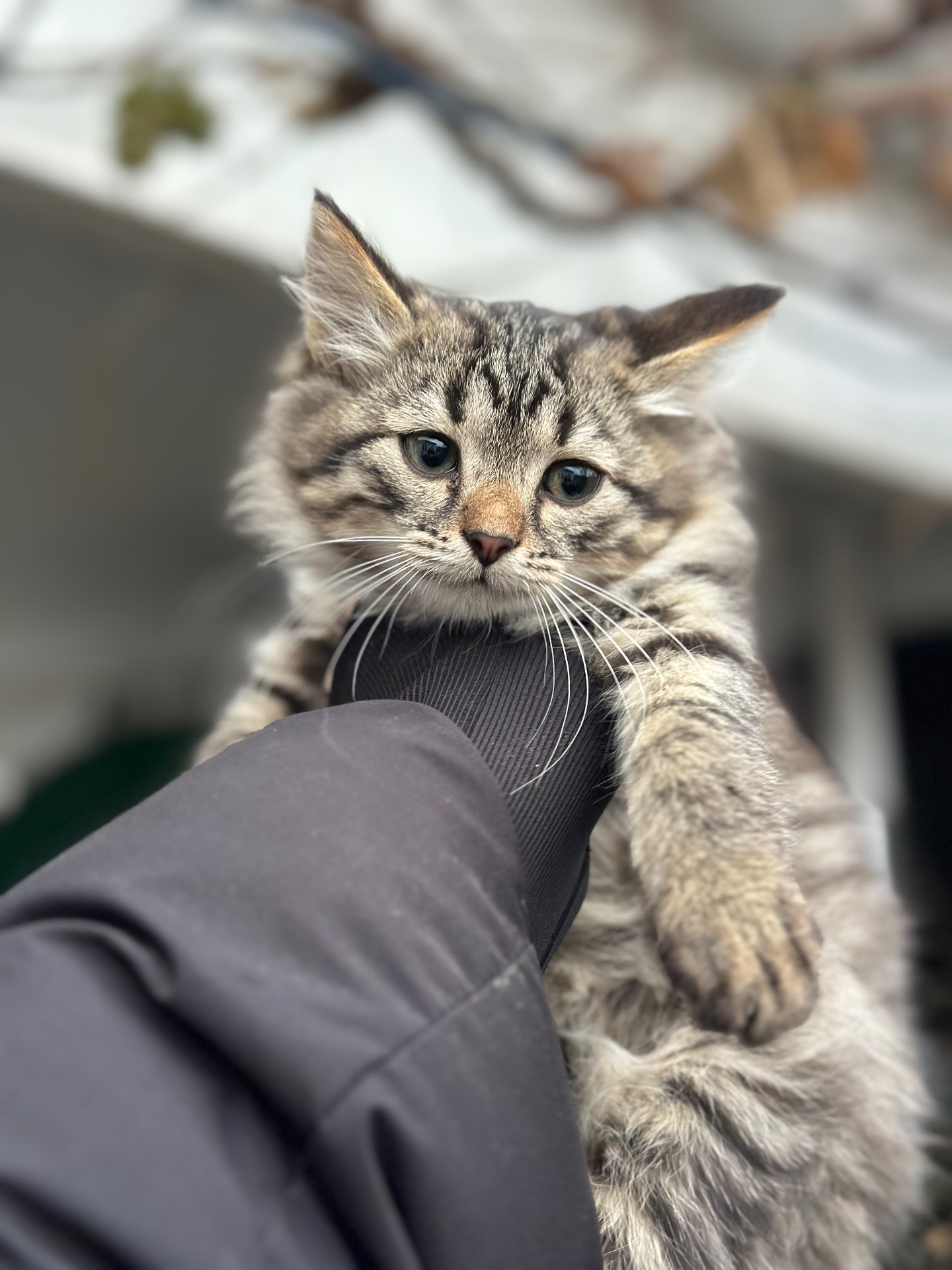 Шукають господарів!