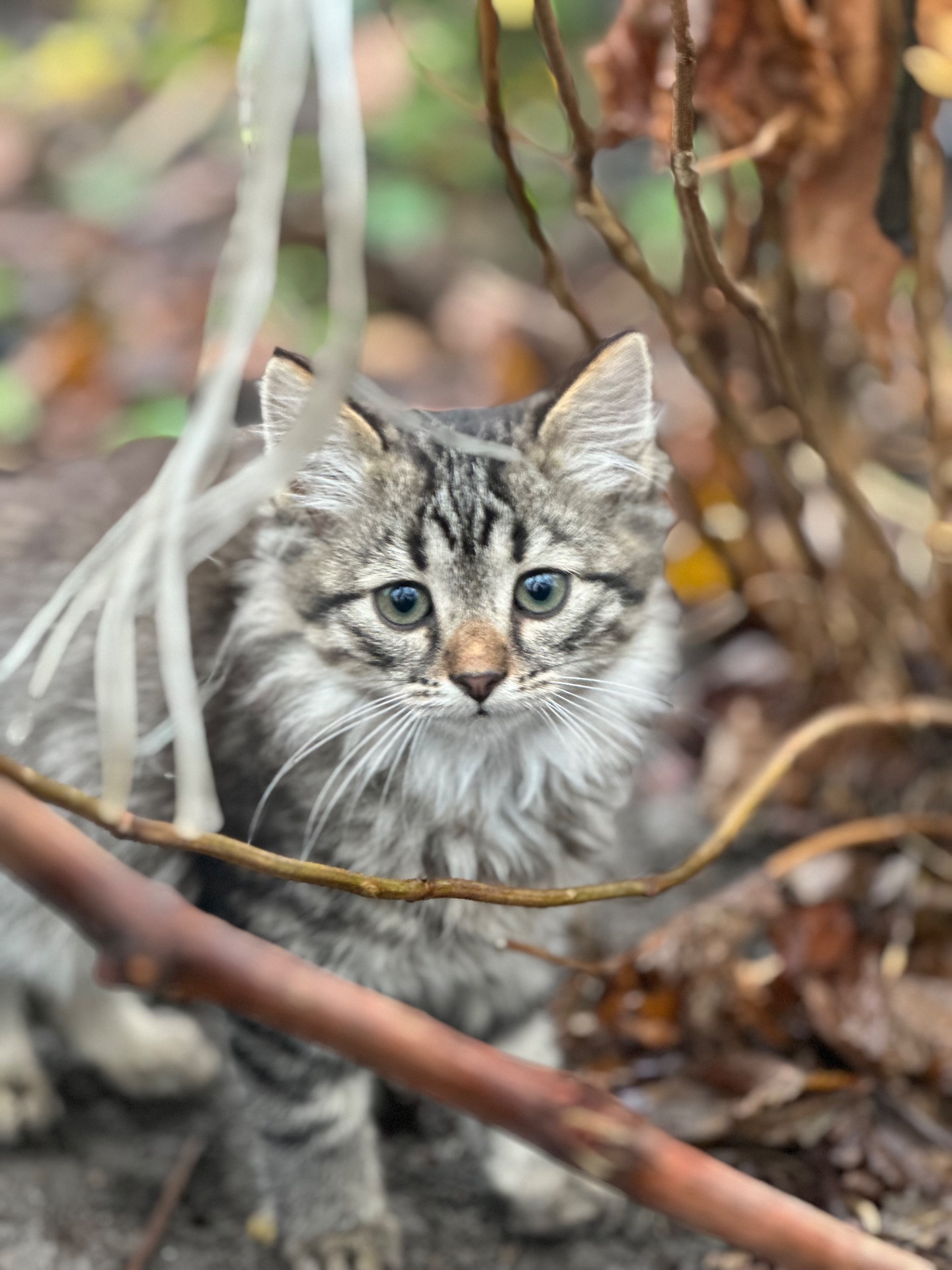 Шукають господарів!