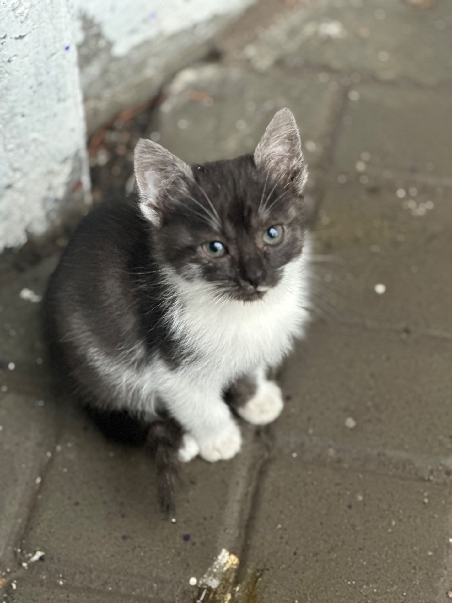 Шукають господарів!