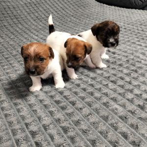 Щенки Джек Рассел жесткошерстный