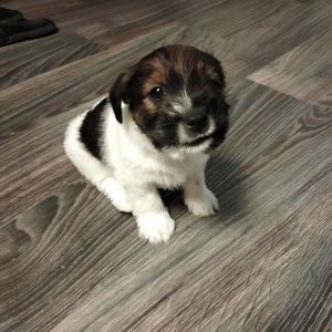Щенки Джек Рассел жесткошерстный