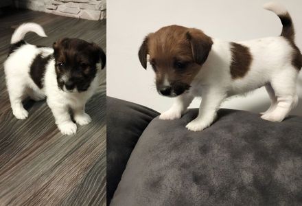 Щенки Джек Рассел жесткошерстный