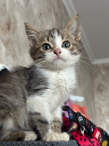 Хлопчики шукають дім!